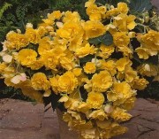 Begonia tub Sun Dancer Yellow